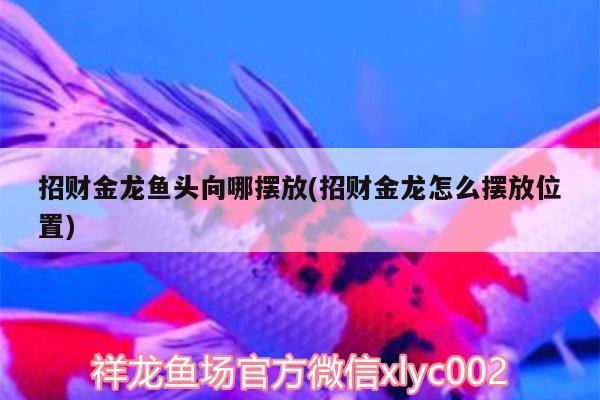 招财金龙鱼头向哪摆放(招财金龙怎么摆放位置) 水草