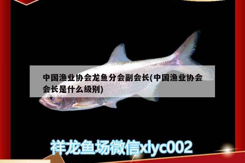 中国渔业协会龙鱼分会副会长(中国渔业协会会长是什么级别) 罗汉鱼批发