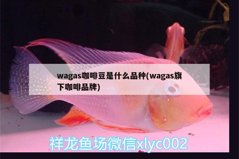 wagas咖啡豆是什么品种(wagas旗下咖啡品牌) 马来西亚咖啡