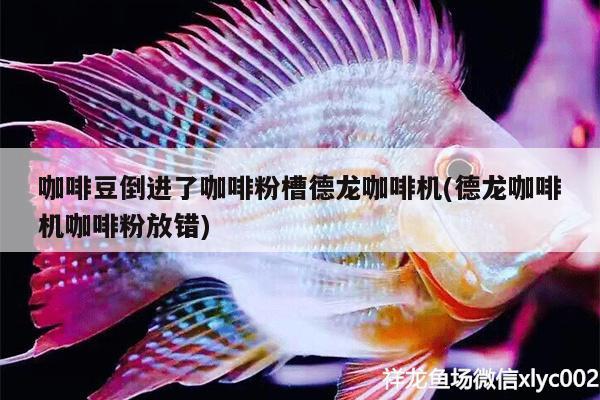 咖啡豆倒进了咖啡粉槽德龙咖啡机(德龙咖啡机咖啡粉放错)