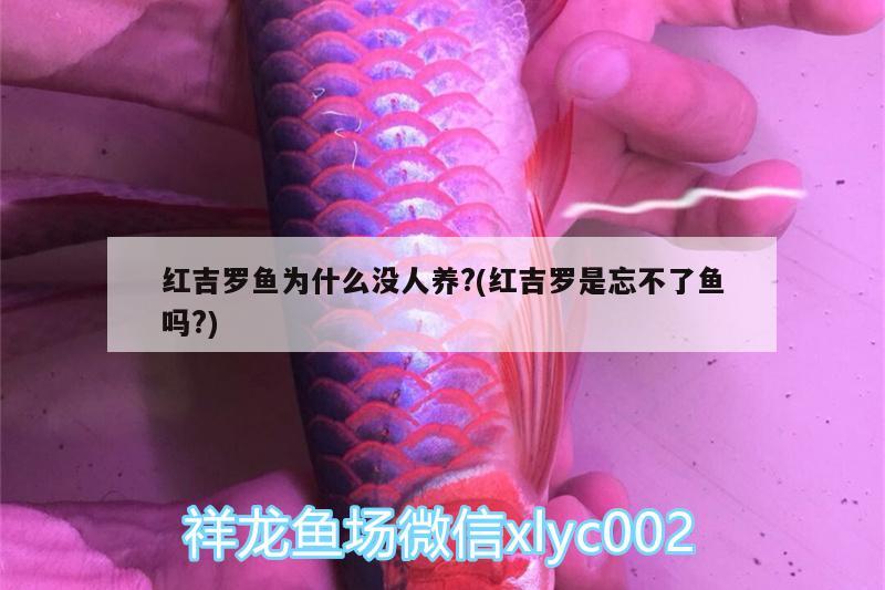 红吉罗鱼为什么没人养?(红吉罗是忘不了鱼吗?)