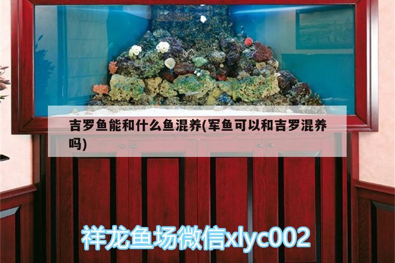 吉罗鱼能和什么鱼混养(军鱼可以和吉罗混养吗) 红头利鱼