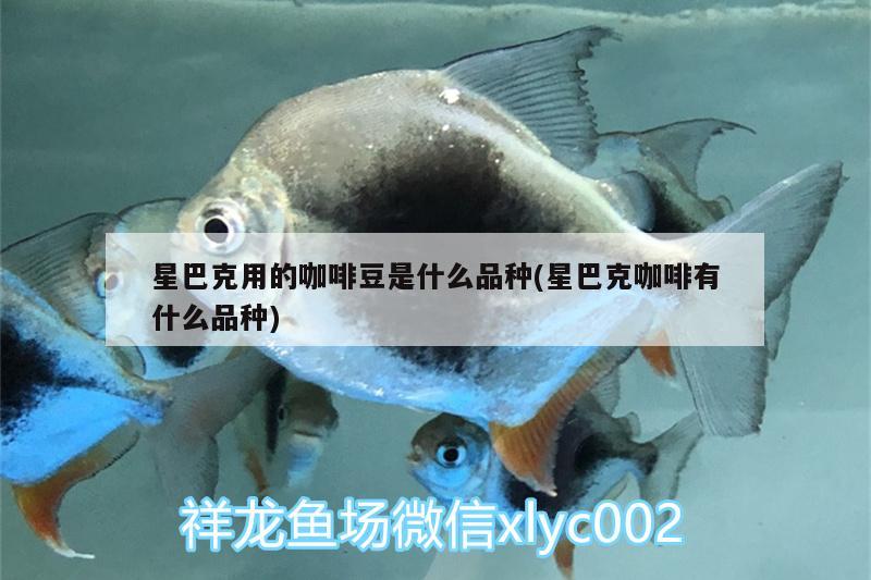 星巴克用的咖啡豆是什么品种(星巴克咖啡有什么品种) 马来西亚咖啡