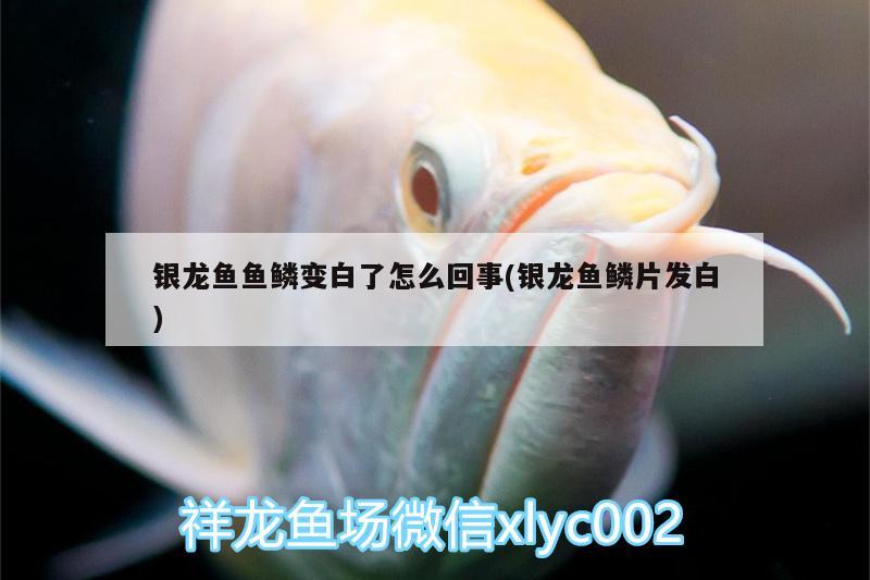 银龙鱼鱼鳞变白了怎么回事(银龙鱼鳞片发白)