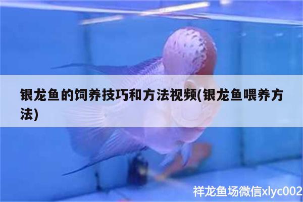 银龙鱼的饲养技巧和方法视频(银龙鱼喂养方法)