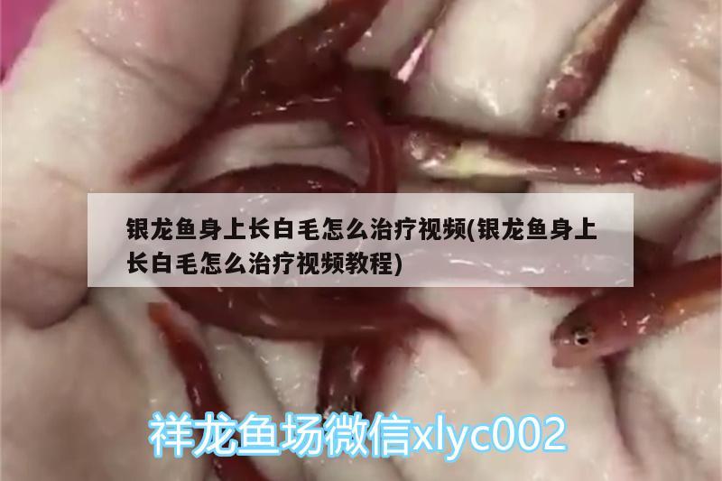 银龙鱼身上长白毛怎么治疗视频(银龙鱼身上长白毛怎么治疗视频教程)