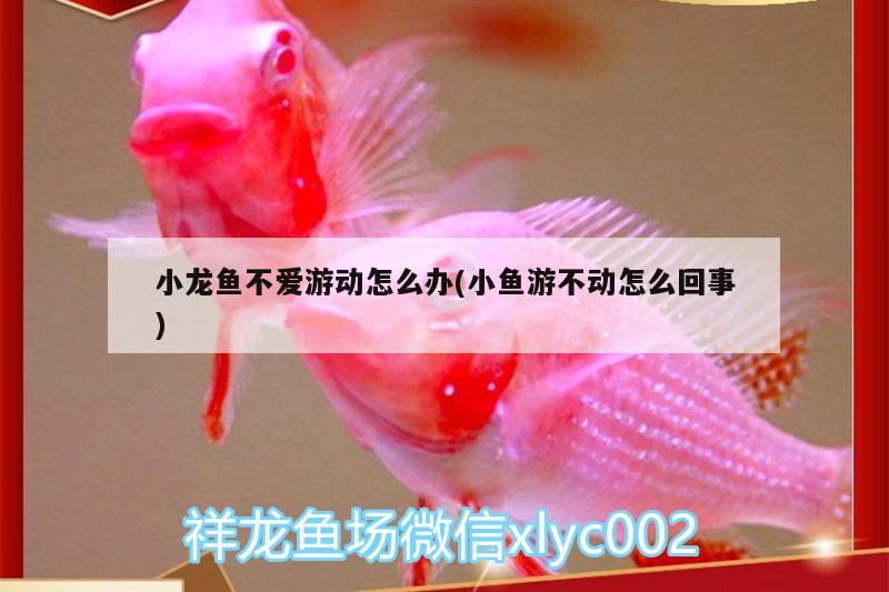 小龙鱼不爱游动怎么办(小鱼游不动怎么回事) 水族品牌