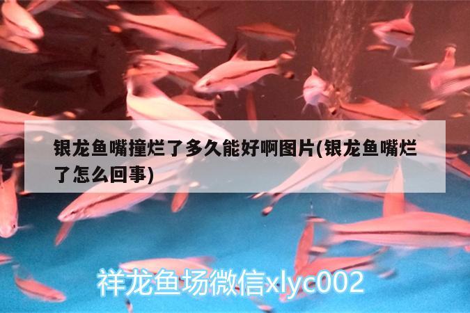 银龙鱼嘴撞烂了多久能好啊图片(银龙鱼嘴烂了怎么回事) 银龙鱼