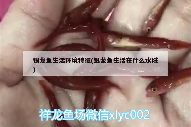 银龙鱼生活环境特征(银龙鱼生活在什么水域) 银龙鱼