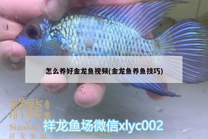 怎么养好金龙鱼视频(金龙鱼养鱼技巧) 鱼缸水泵