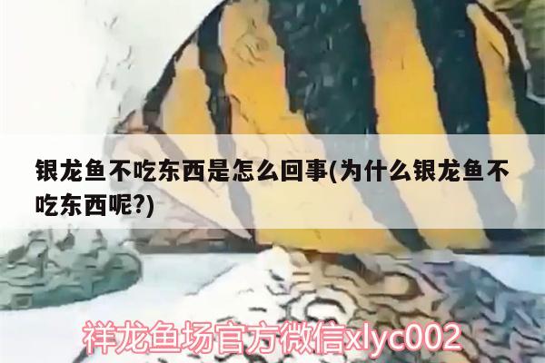 银龙鱼不吃东西是怎么回事(为什么银龙鱼不吃东西呢?)