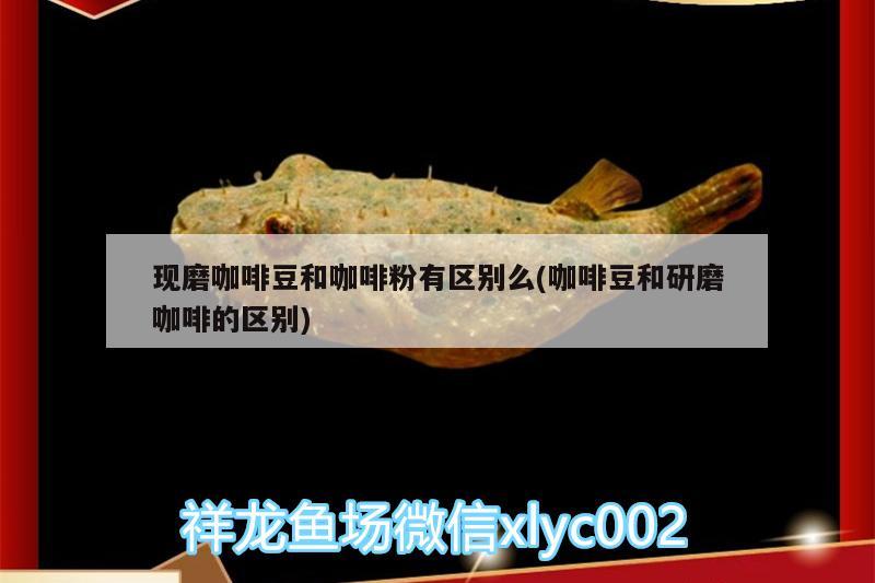 现磨咖啡豆和咖啡粉有区别么(咖啡豆和研磨咖啡的区别)