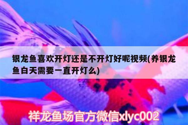 银龙鱼喜欢开灯还是不开灯好呢视频(养银龙鱼白天需要一直开灯么)