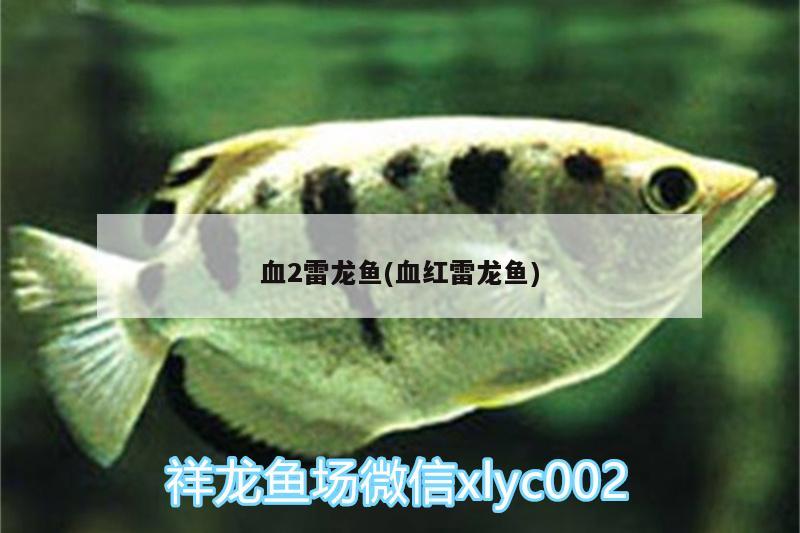 血2雷龙鱼(血红雷龙鱼) 鱼缸/水族箱