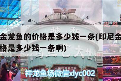 印尼金龙鱼的价格是多少钱一条(印尼金龙鱼的价格是多少钱一条啊) 观赏鱼