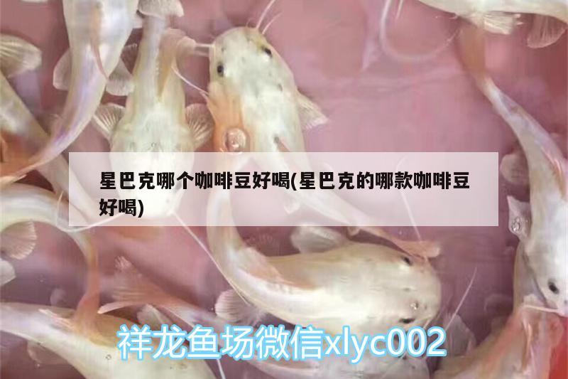 星巴克哪个咖啡豆好喝(星巴克的哪款咖啡豆好喝) 马来西亚咖啡