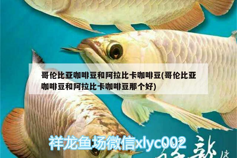 哥伦比亚咖啡豆和阿拉比卡咖啡豆(哥伦比亚咖啡豆和阿拉比卡咖啡豆那个好) 马来西亚咖啡