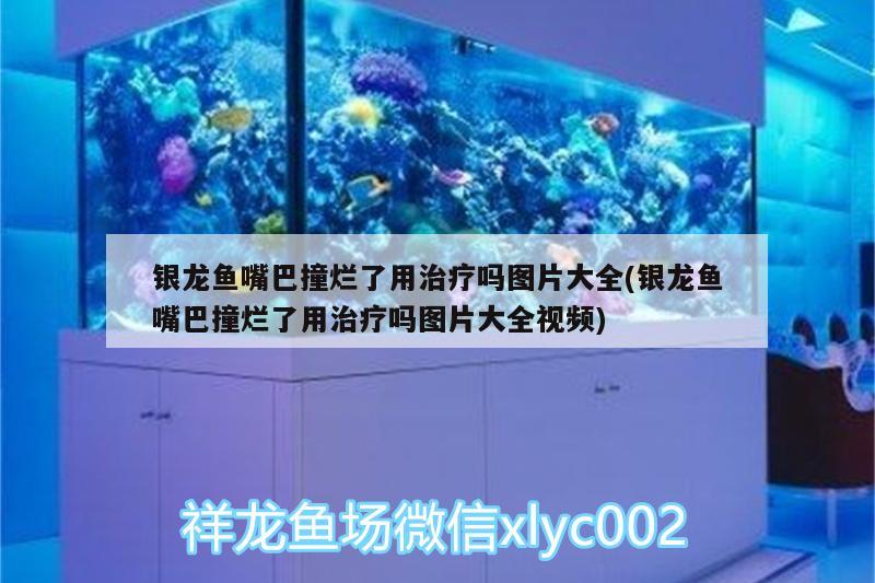 银龙鱼嘴巴撞烂了用治疗吗图片大全(银龙鱼嘴巴撞烂了用治疗吗图片大全视频) 银龙鱼