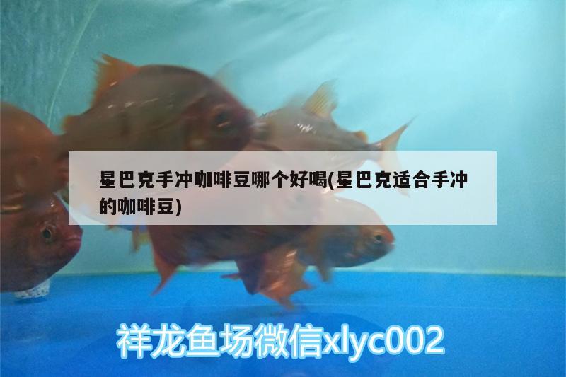 星巴克手冲咖啡豆哪个好喝(星巴克适合手冲的咖啡豆)