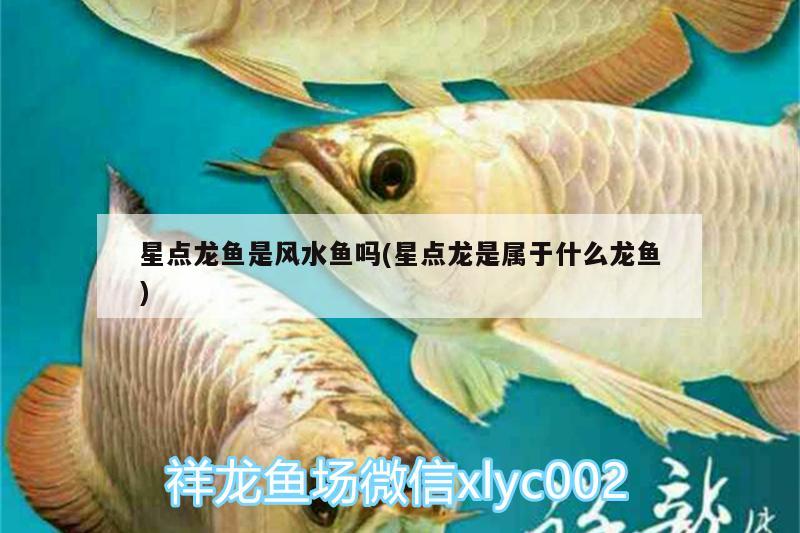 星点龙鱼是风水鱼吗(星点龙是属于什么龙鱼) 鱼缸风水