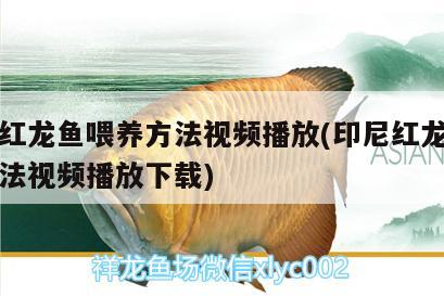 印尼红龙鱼喂养方法视频播放(印尼红龙鱼喂养方法视频播放下载) 印尼红龙鱼