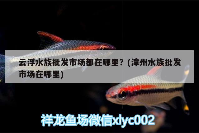 云浮水族批发市场都在哪里？(漳州水族批发市场在哪里)