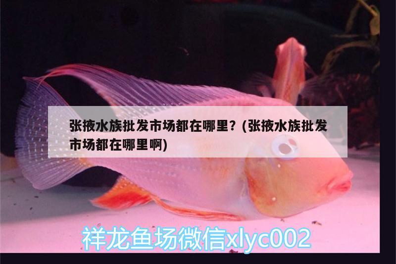 张掖水族批发市场都在哪里？(张掖水族批发市场都在哪里啊) 观赏鱼水族批发市场