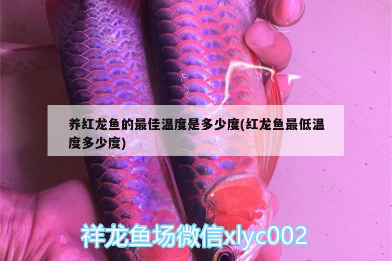 养红龙鱼的最佳温度是多少度(红龙鱼最低温度多少度)