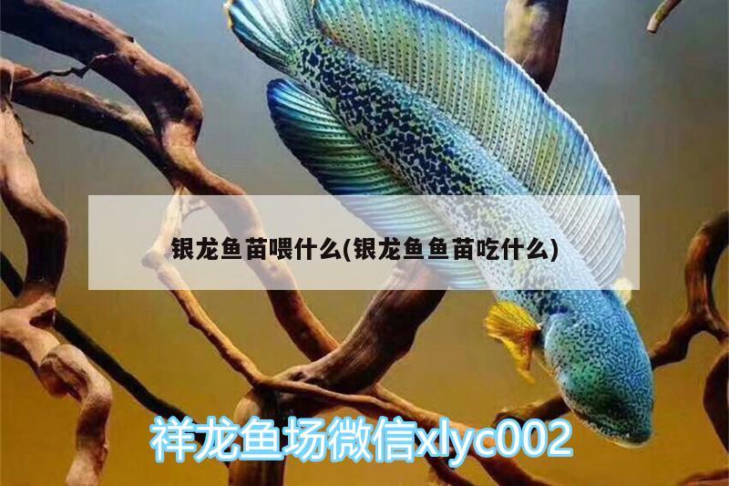 银龙鱼苗喂什么(银龙鱼鱼苗吃什么) 银龙鱼