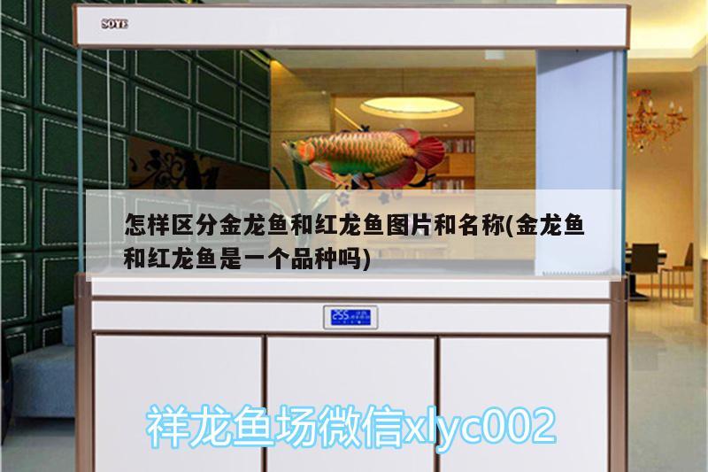 怎样区分金龙鱼和红龙鱼图片和名称(金龙鱼和红龙鱼是一个品种吗) 虎纹银版鱼