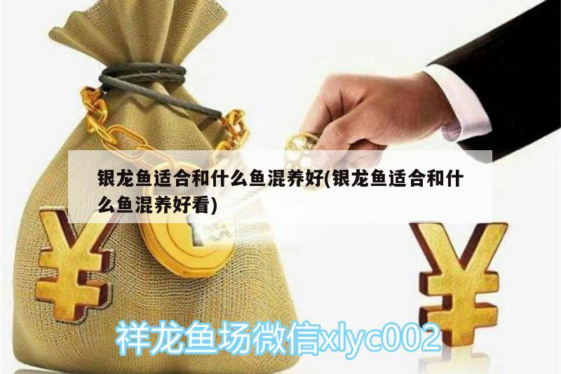 银龙鱼适合和什么鱼混养好(银龙鱼适合和什么鱼混养好看)