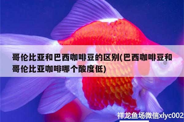 哥伦比亚和巴西咖啡豆的区别(巴西咖啡豆和哥伦比亚咖啡哪个酸度低) 马来西亚咖啡