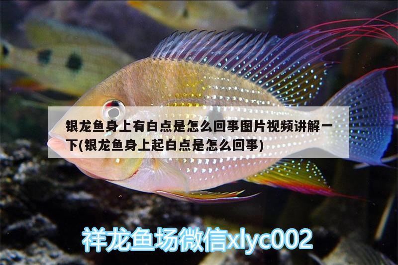 银龙鱼身上有白点是怎么回事图片视频讲解一下(银龙鱼身上起白点是怎么回事)