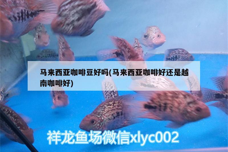 马来西亚咖啡豆好吗(马来西亚咖啡好还是越南咖啡好)