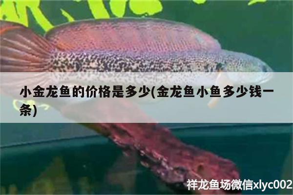 小金龙鱼的价格是多少(金龙鱼小鱼多少钱一条) 其它水族用具设备