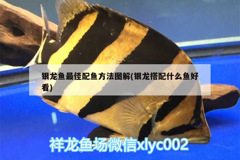 银龙鱼最佳配鱼方法图解(银龙搭配什么鱼好看)