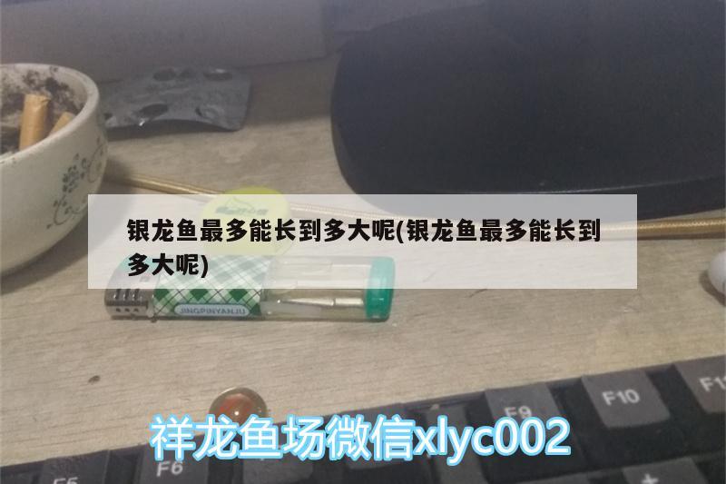 银龙鱼最多能长到多大呢(银龙鱼最多能长到多大呢) 银龙鱼