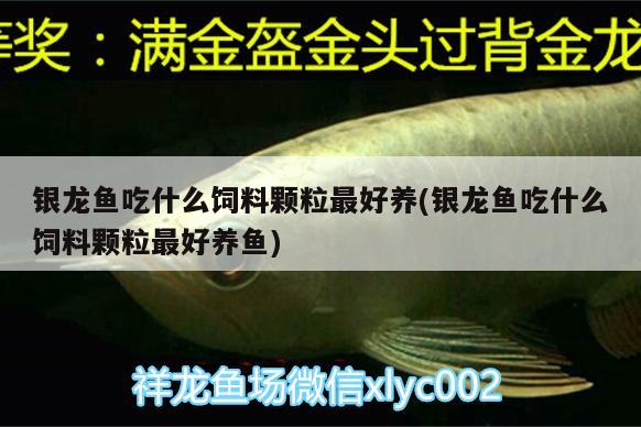 银龙鱼吃什么饲料颗粒最好养(银龙鱼吃什么饲料颗粒最好养鱼) 银龙鱼