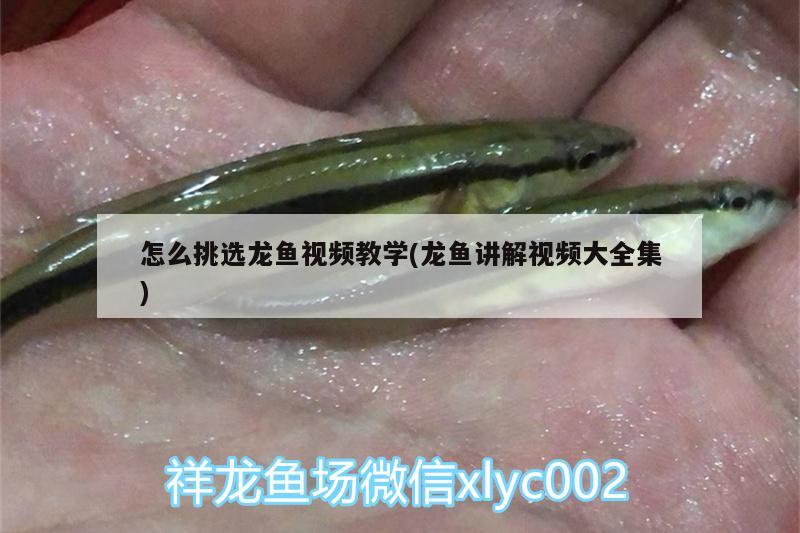 怎么挑选龙鱼视频教学(龙鱼讲解视频大全集) 超血红龙鱼