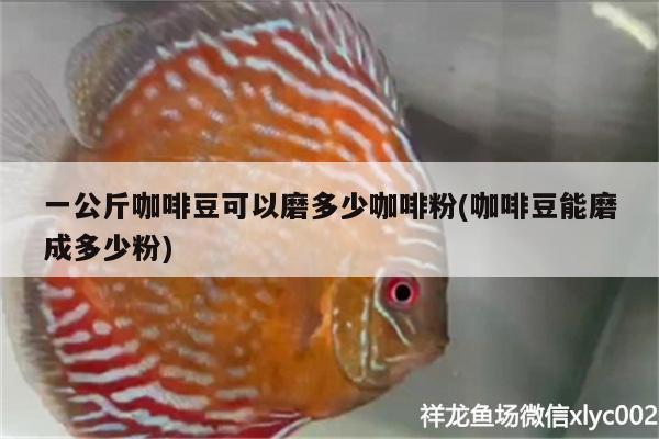 一公斤咖啡豆可以磨多少咖啡粉(咖啡豆能磨成多少粉)