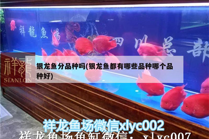 银龙鱼分品种吗(银龙鱼都有哪些品种哪个品种好) 银龙鱼 第1张