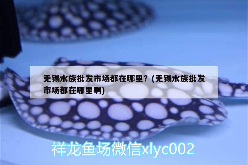 无锡水族批发市场都在哪里？(无锡水族批发市场都在哪里啊)