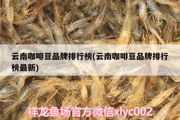 云南咖啡豆品牌排行榜(云南咖啡豆品牌排行榜最新)