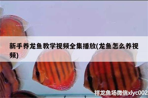 新手养龙鱼教学视频全集播放(龙鱼怎么养视频) 祥龙传奇品牌鱼缸