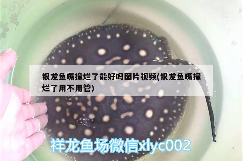 银龙鱼嘴撞烂了能好吗图片视频(银龙鱼嘴撞烂了用不用管) 银龙鱼