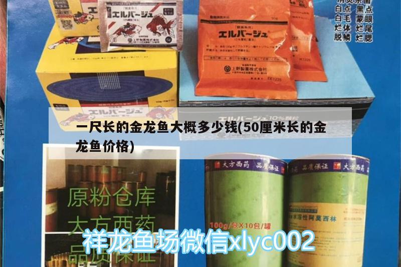 一尺长的金龙鱼大概多少钱(50厘米长的金龙鱼价格)