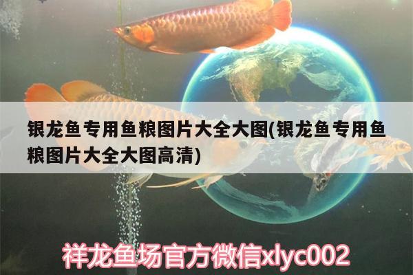 银龙鱼专用鱼粮图片大全大图(银龙鱼专用鱼粮图片大全大图高清)