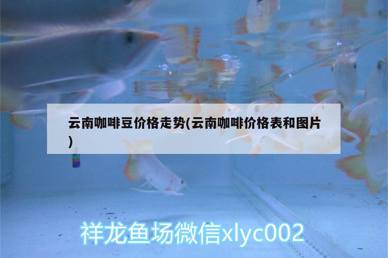 云南咖啡豆价格走势(云南咖啡价格表和图片)