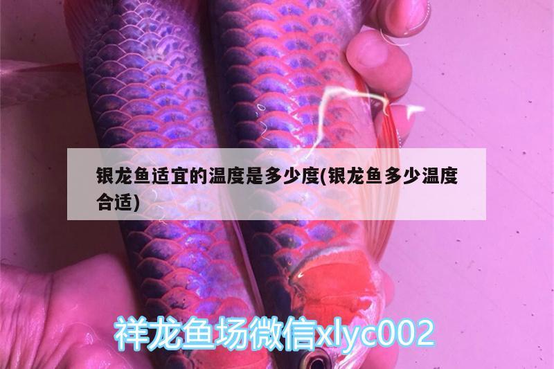 银龙鱼适宜的温度是多少度(银龙鱼多少温度合适) 银龙鱼