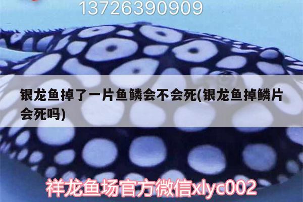 银龙鱼掉了一片鱼鳞会不会死(银龙鱼掉鳞片会死吗) 银龙鱼